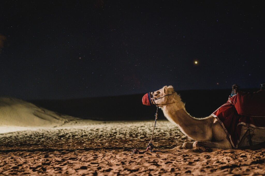 Evening Desert Safari