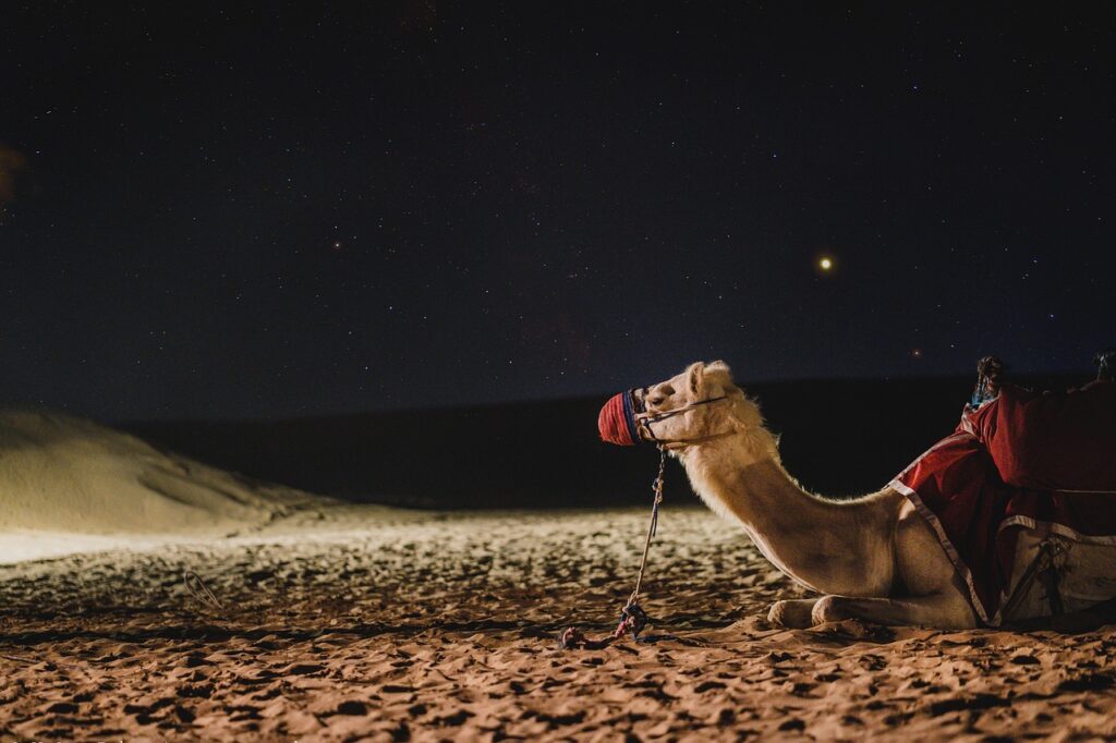 Evening Desert Safari